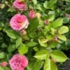 Volkova Rose for sale丨Flower Gardens