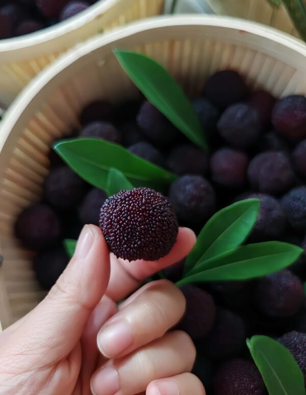 Wandao Waxberry Tree Plant丨Flower Gardens