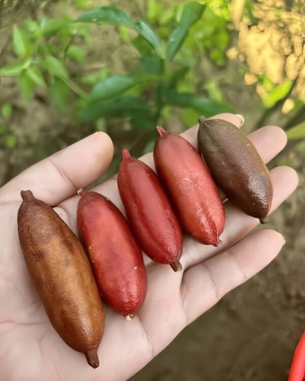 Wauchope Finger Lime Tree Plant丨Flower Gardens