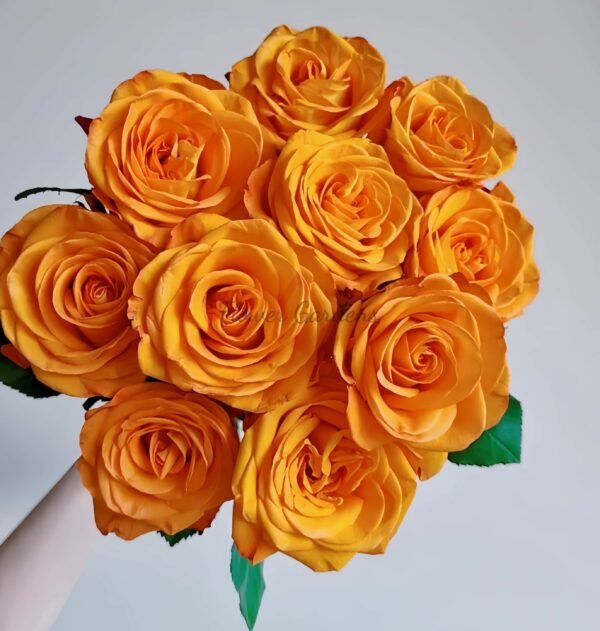 Whisper Rose丨Flower Gardens