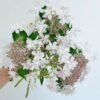 White Angel Hydrangea Plant丨Flower Gardens