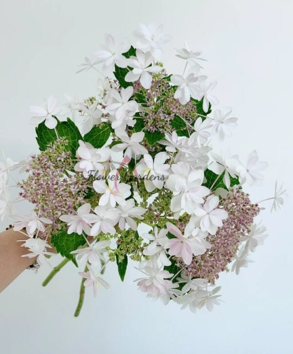 White Angel Hydrangea Plant丨Flower Gardens