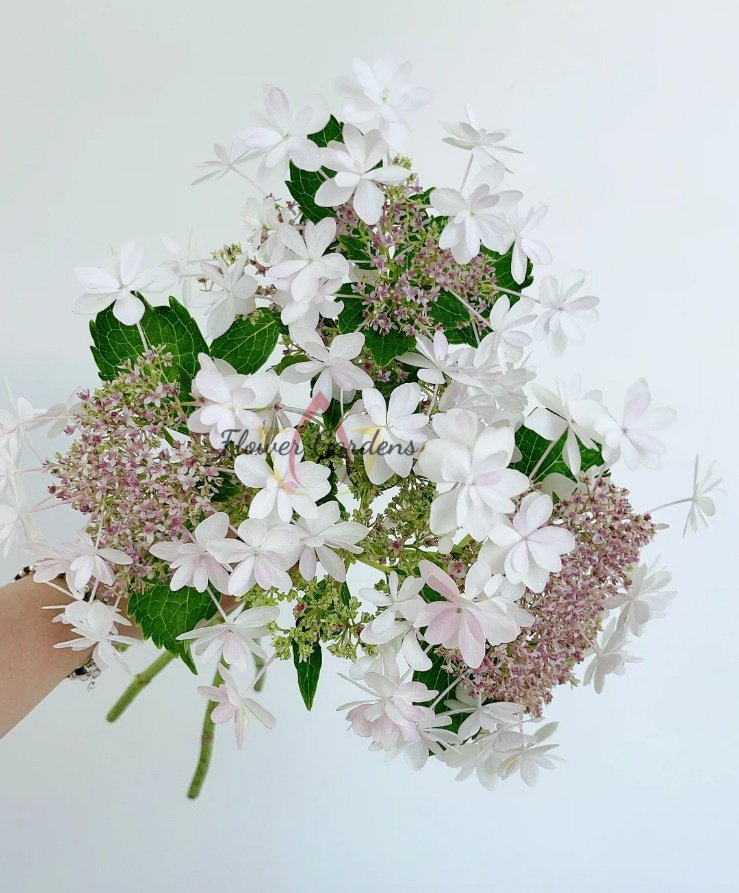 White Angel Hydrangea Plant丨Flower Gardens