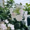 White Angel Hydrangeas丨Flower Gardens