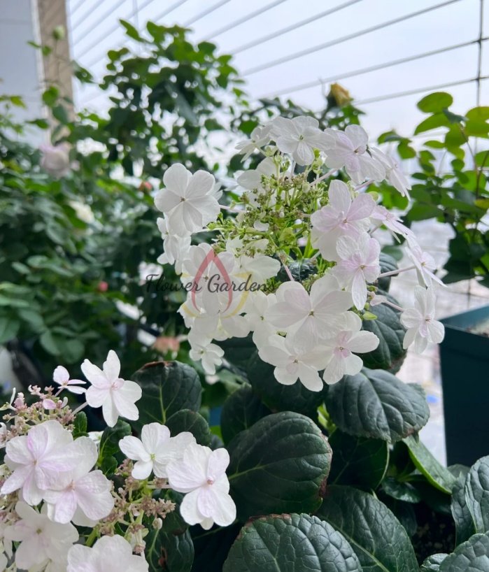 White Angel Hydrangeas丨Flower Gardens