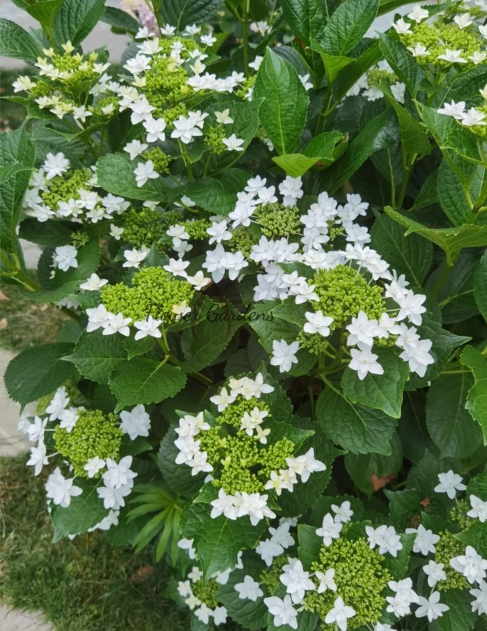 White Angel Hydrangea for sale丨Flower Gardens