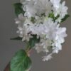 White Angel Hydrangea丨Flower Gardens
