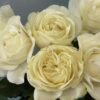 White Master Rose plant丨Flower Gardens