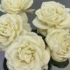 White Master Rose for sale丨Flower Gardens
