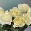 White Master Rose丨Flower Gardens