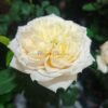 White peach sorbet Rose for sale丨Flower Gardens