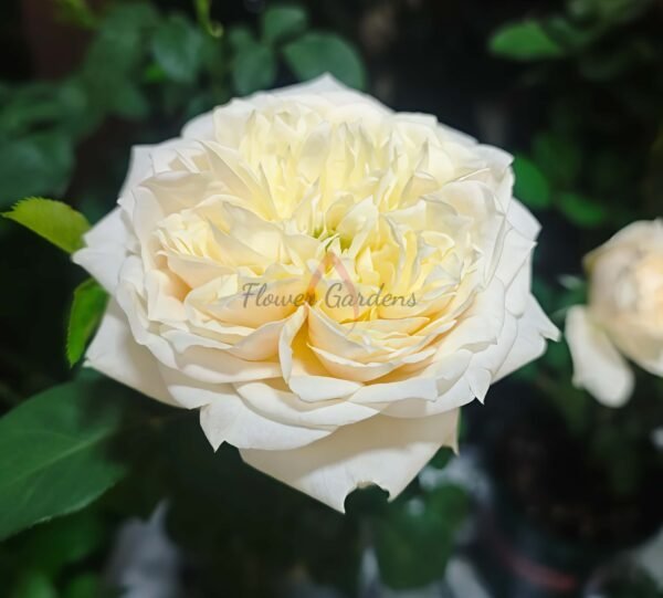 White peach sorbet Rose for sale丨Flower Gardens