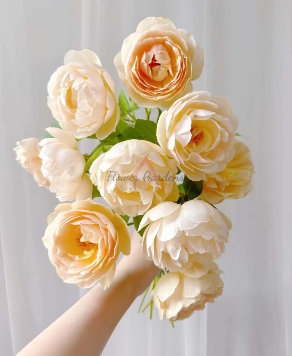 Wollerton Old Hall Rose丨Flower Gardens