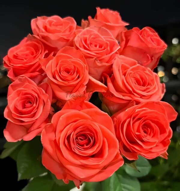 Wow Rose plant丨Flower Gardens