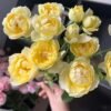 Yellow cheerleading Rose for sale丨Flower Gardens