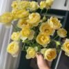 Yellow cheerleading Rose丨Flower Gardens