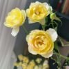 Yellow cheerleading Rose plant丨Flower Gardens