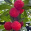 Zaojia Waxberry Tree for sale丨Flower Gardens