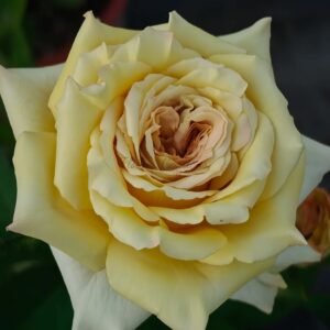 Zen Rose plant丨Flower Gardens