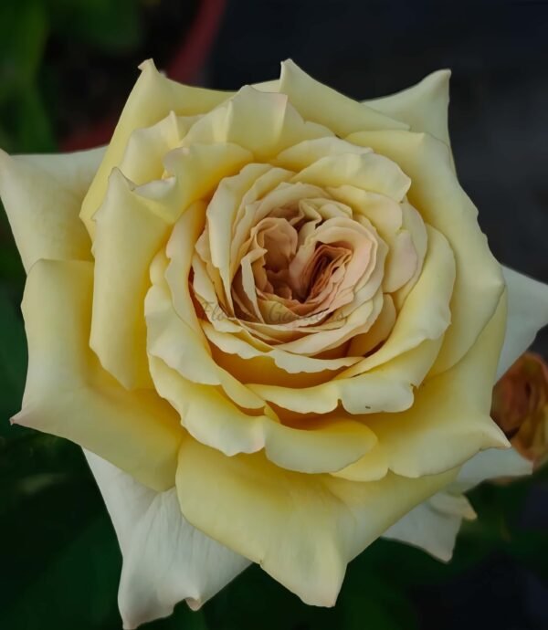 Zen Rose plant丨Flower Gardens