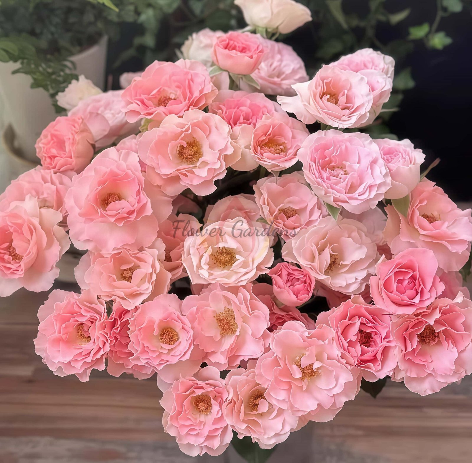 constellation Rose for sale丨Flower Gardens