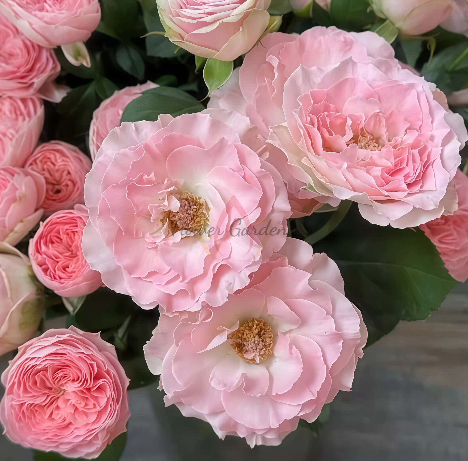 constellation Rose丨Flower Gardens