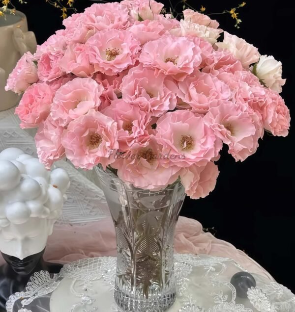 constellation Rose plant丨Flower Gardens