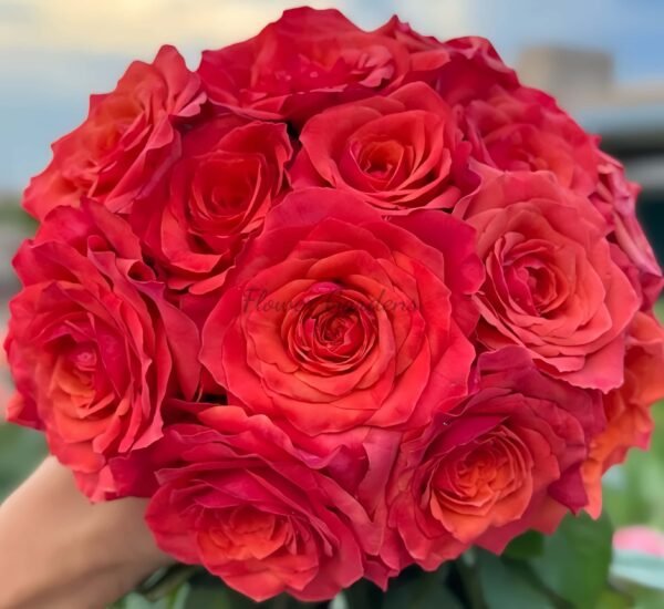 hard rock Rose丨Flower Gardens