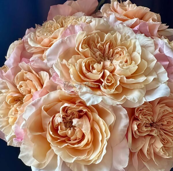 issei Rose for sale丨Flower Gardens