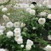 lceberg Climbing Rose for sale丨Flower Gardens