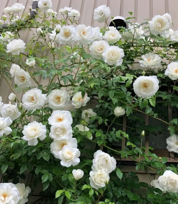 lceberg Climbing Rose for sale丨Flower Gardens