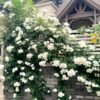 lceberg Climbing Rose plant丨Flower Gardens