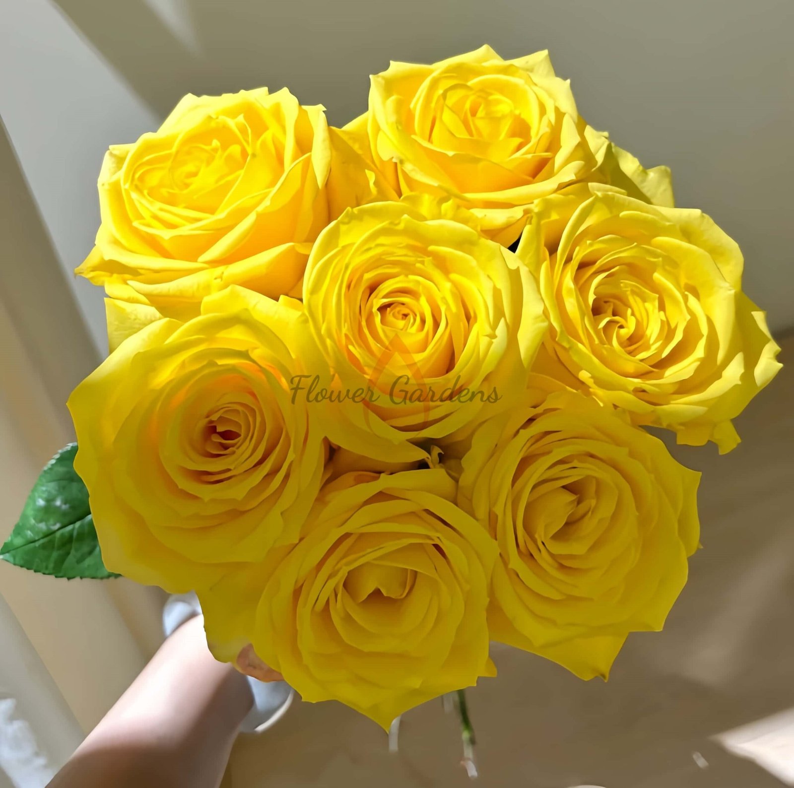 lios Rose丨Flower Gardens