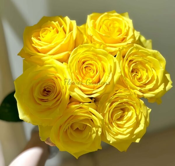 lios Rose for sale丨Flower Gardens