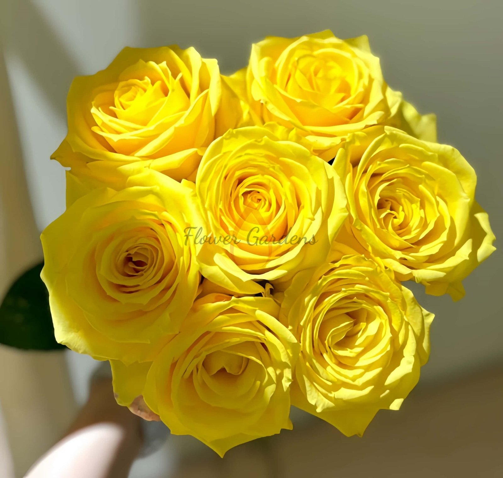 lios Rose for sale丨Flower Gardens