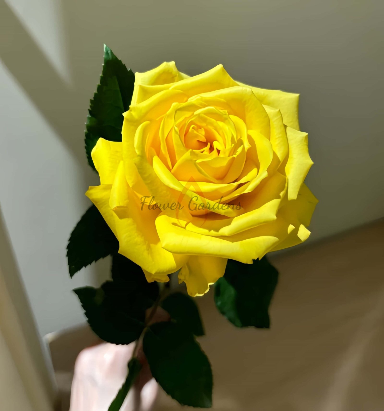 lios Rose丨Flower Gardens