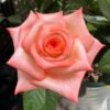 lmperatrice Farah Rose for sale丨Flower Gardens
