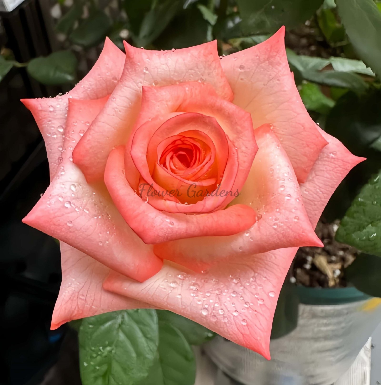 lmperatrice Farah Rose for sale丨Flower Gardens