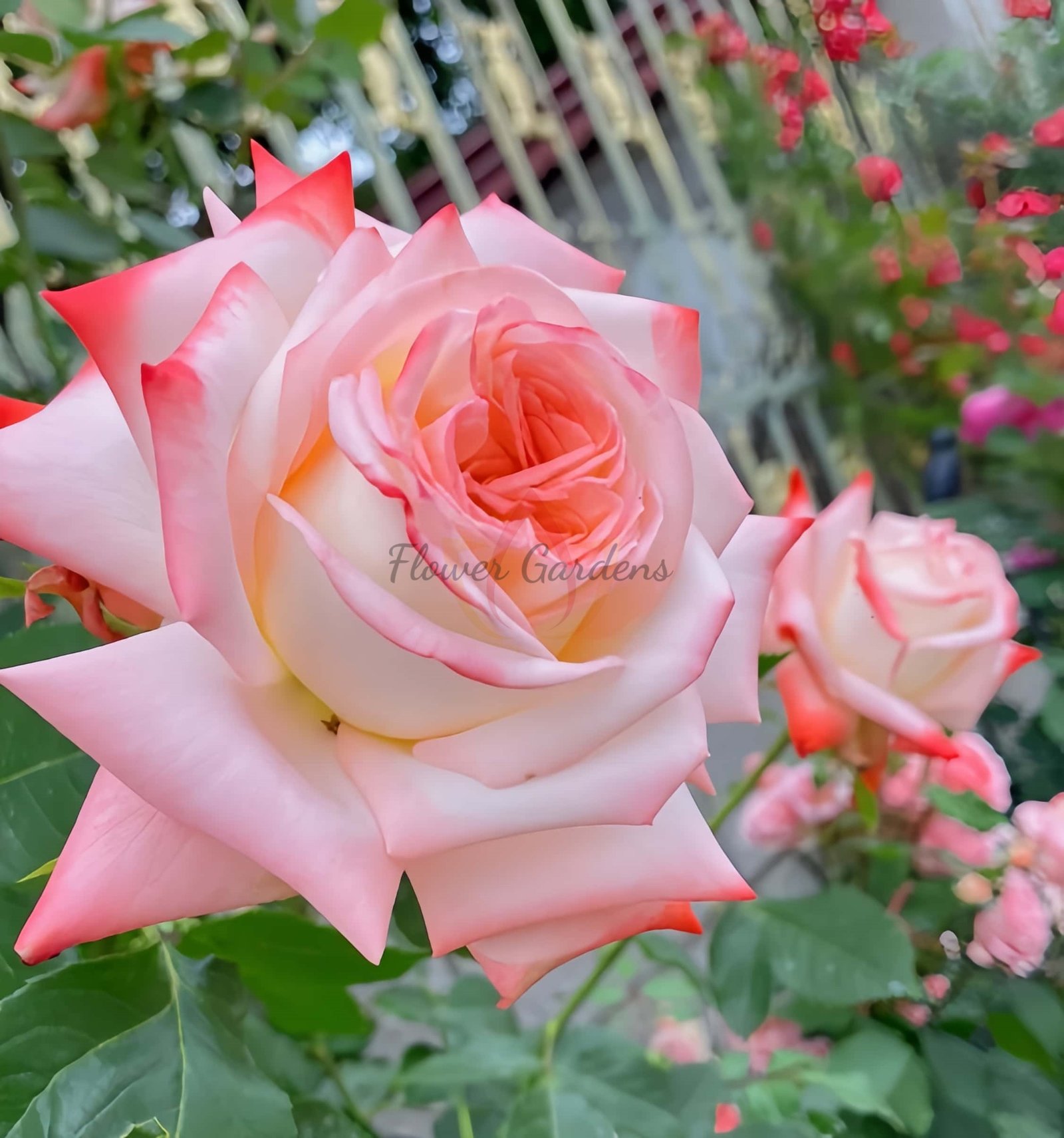 lmperatrice Farah Rose plant丨Flower Gardens