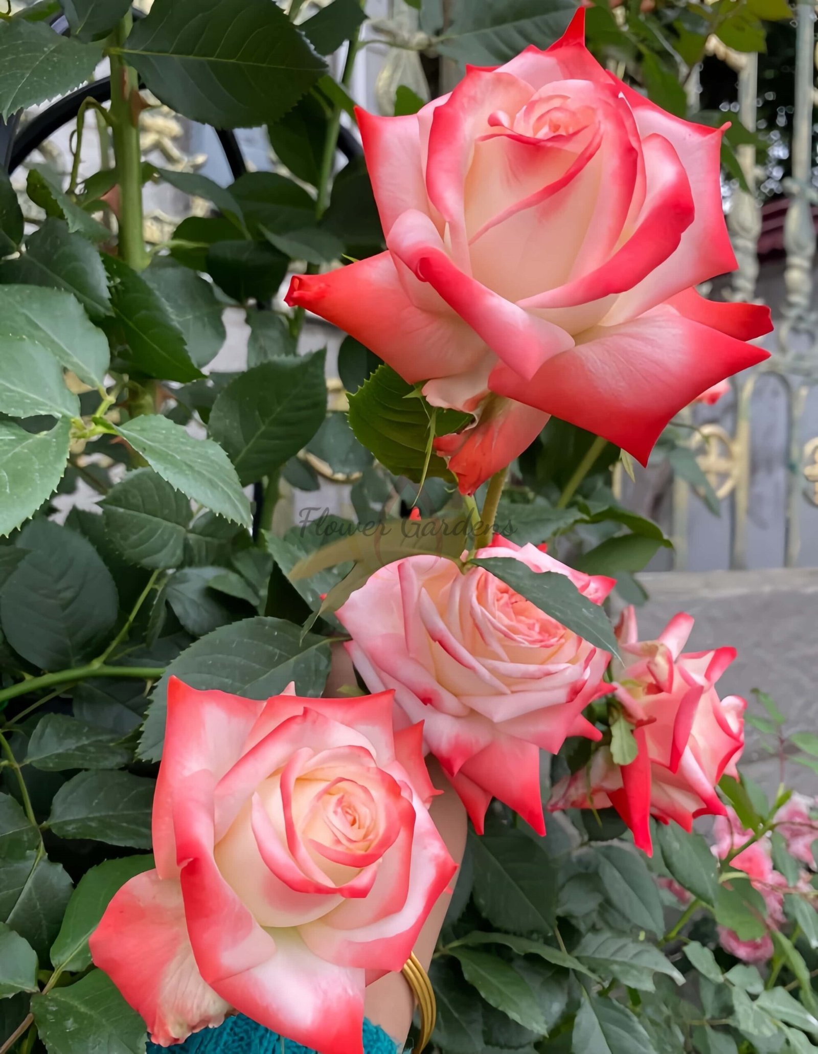 lmperatrice Farah Rose丨Flower Gardens