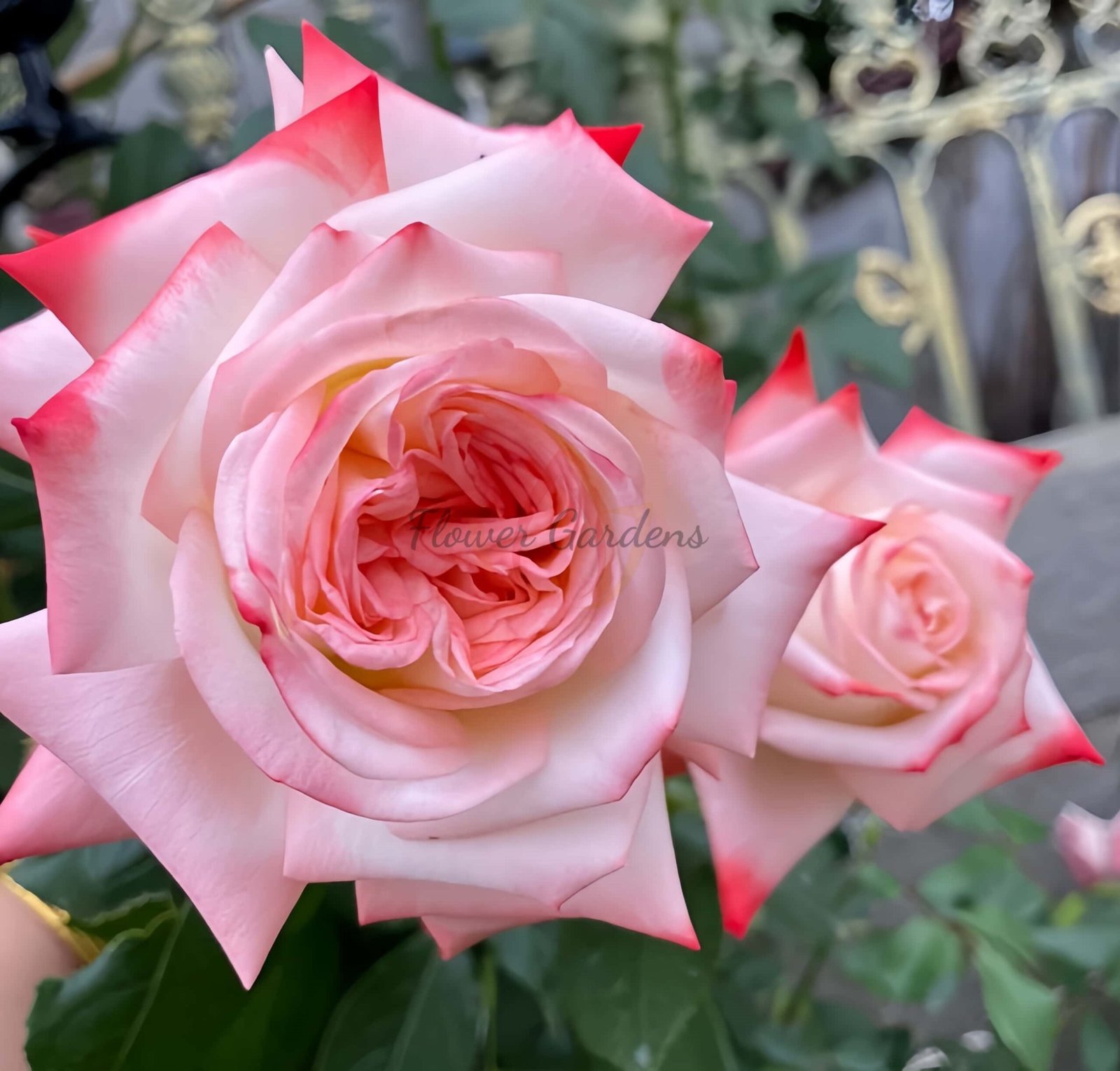 lmperatrice Farah Rose丨Flower Gardens