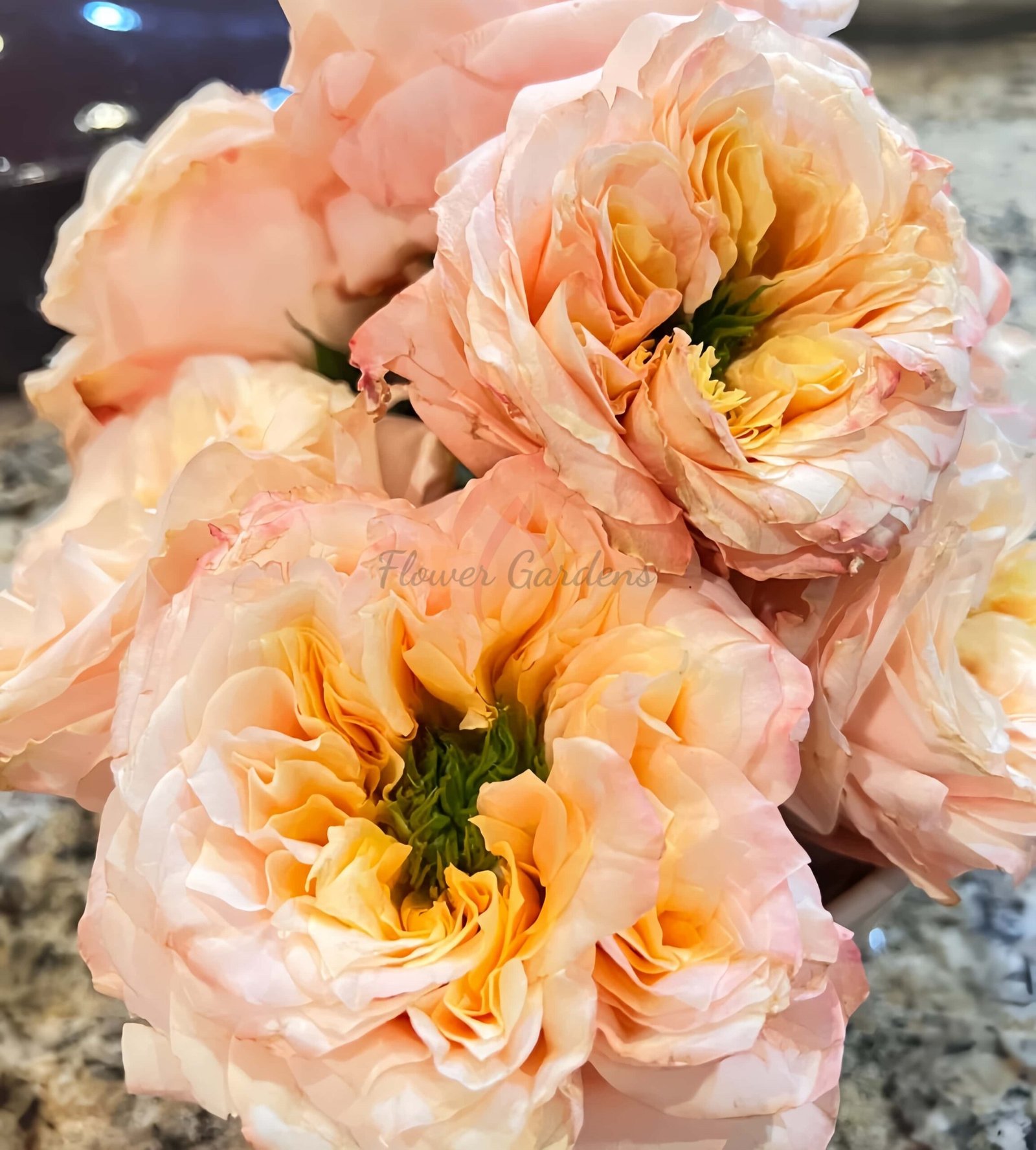 melon xpression Rose丨Flower Gardens