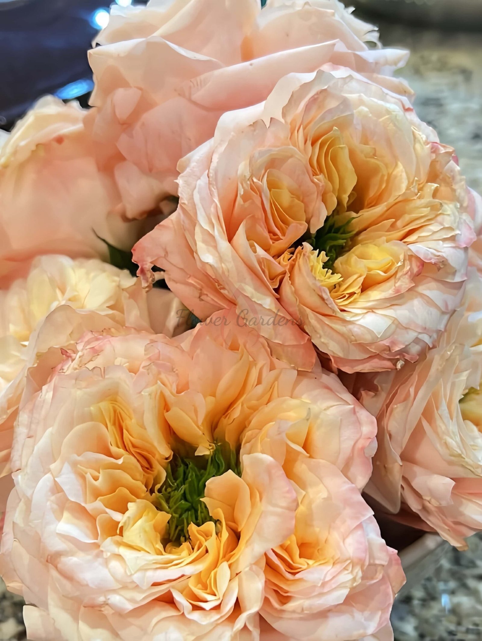 melon xpression Rose for sale丨Flower Gardens