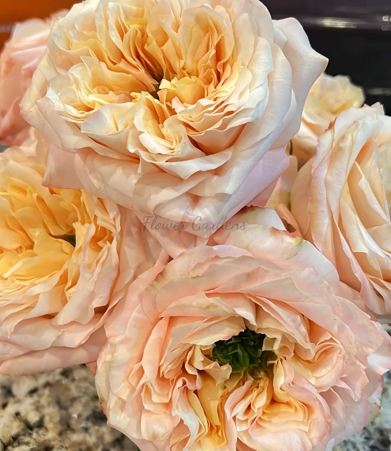 melon xpression Rose丨Flower Gardens