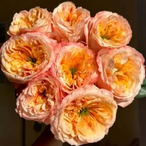 melon xpression Rose plant丨Flower Gardens