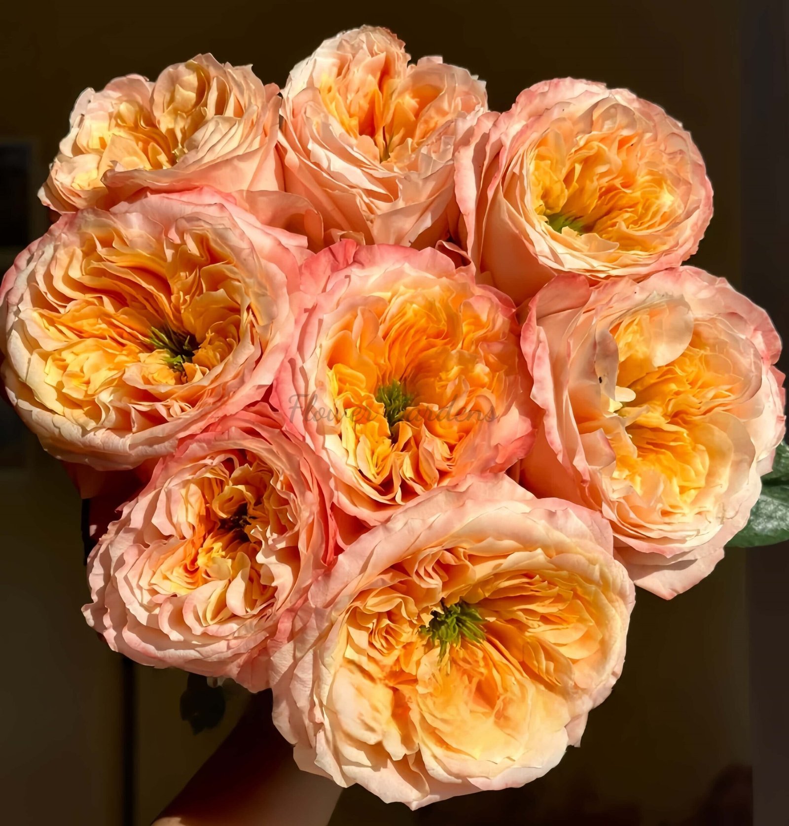 melon xpression Rose plant丨Flower Gardens