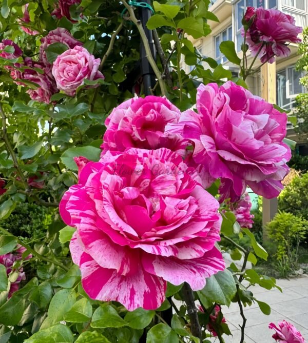 |nes Sastre Rose plant丨Flower Gardens