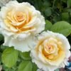 pearl finess Rose for sale丨Flower Gardens