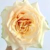 pearl finess Rose plant丨Flower Gardens