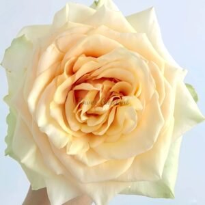 pearl finess Rose plant丨Flower Gardens